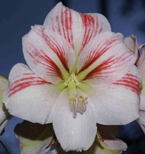Photo of Amaryllis (Hippeastrum 'Happiness') uploaded by bsharf