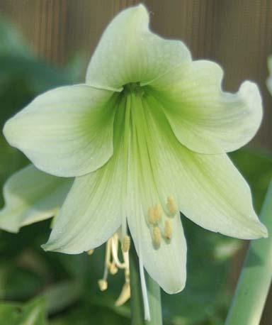 Photo of Amaryllis (Hippeastrum 'Green Dragon') uploaded by bsharf