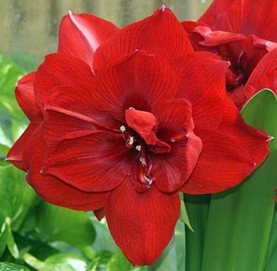 Photo of Amaryllis (Hippeastrum 'Red Nymph') uploaded by bsharf