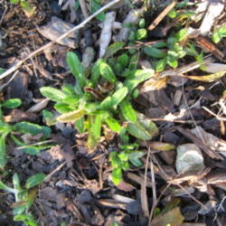 Location: Indiana  Zone 5
Date: 2010-03-17
first leaves of spring