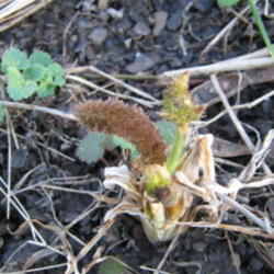 Location: Indiana  Zone 5
Date: 2010-03-17
newly emerging, in spring