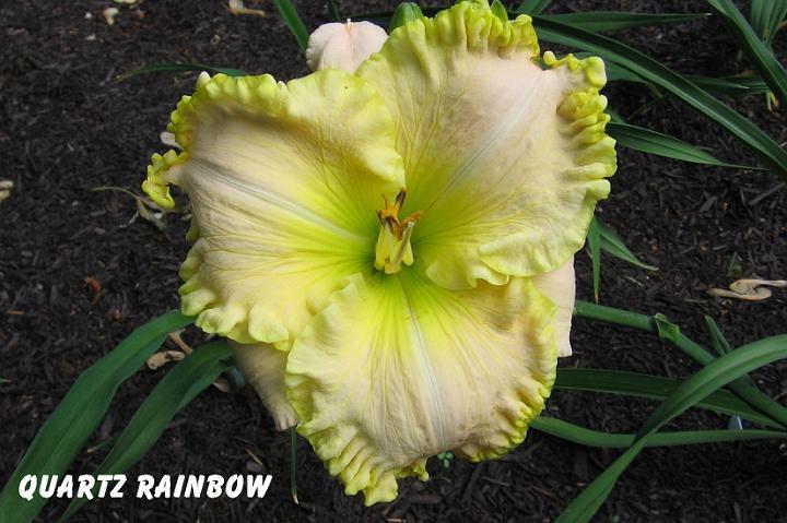 Photo of Daylily (Hemerocallis 'Quartz Rainbow') uploaded by mcash70