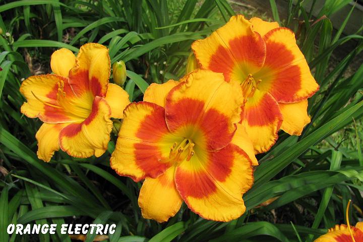 Photo of Daylily (Hemerocallis 'Orange Electric') uploaded by mcash70