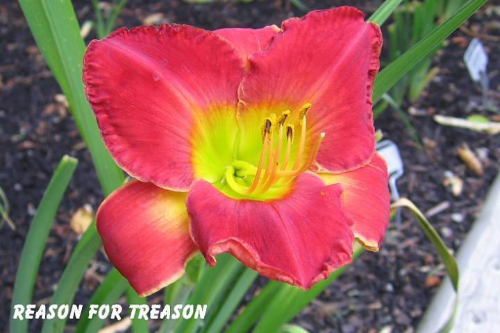 Photo of Daylily (Hemerocallis 'Reason for Treason') uploaded by mcash70