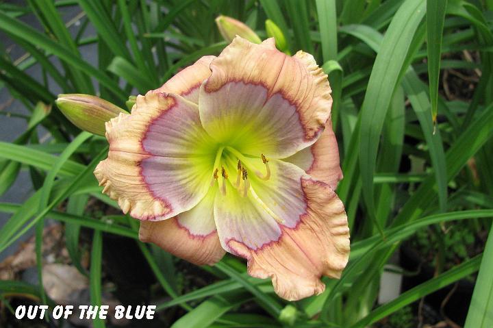 Photo of Daylily (Hemerocallis 'Out of the Blue') uploaded by mcash70