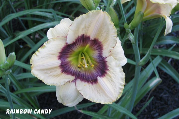 Photo of Daylily (Hemerocallis 'Rainbow Candy') uploaded by mcash70