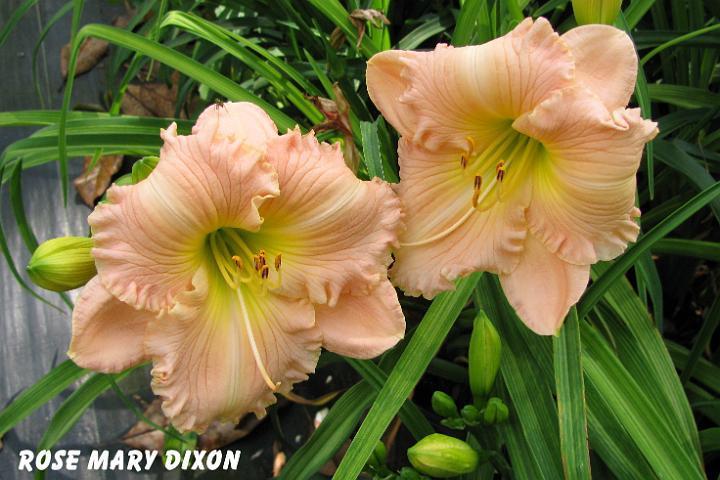 Photo of Daylily (Hemerocallis 'Rose Mary Dixon') uploaded by mcash70