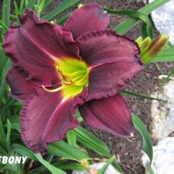Location: BX Creek Daylilies, Vernon, BC.
Photo by Gail Morgan of BX Creek Daylilies. Used with permission.