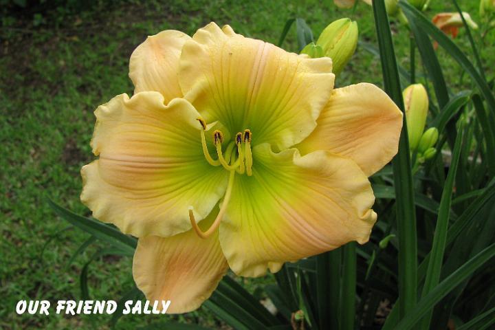 Photo of Daylily (Hemerocallis 'Our Friend Sally') uploaded by mcash70