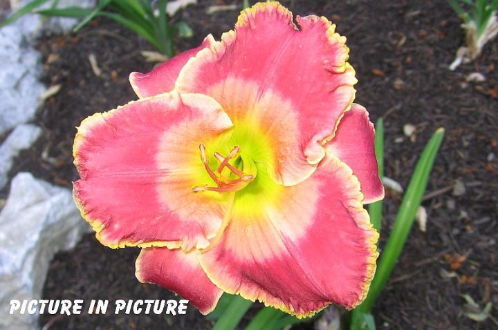 Photo of Daylily (Hemerocallis 'Picture in Picture') uploaded by mcash70