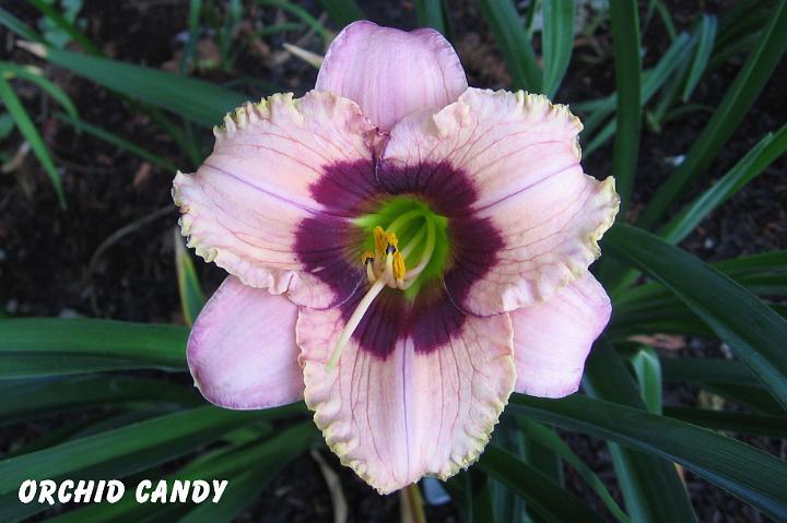 Photo of Daylily (Hemerocallis 'Orchid Candy') uploaded by mcash70