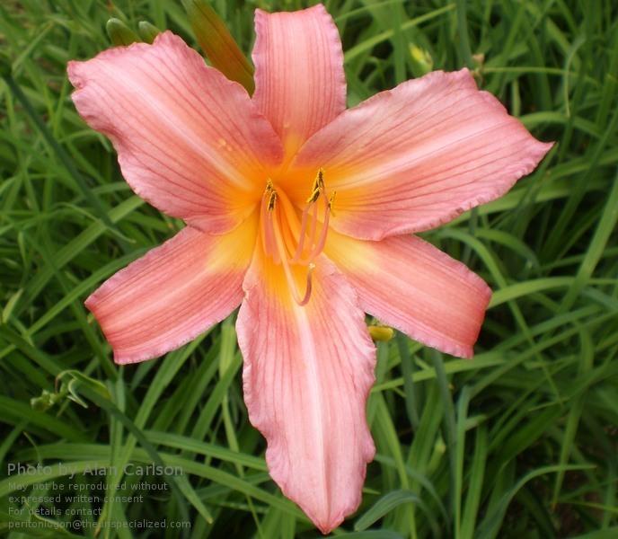 Photo of Daylily (Hemerocallis 'Evelyn Claar') uploaded by vic