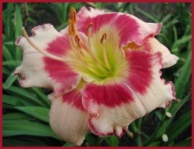 Photo of Daylily (Hemerocallis 'Edged in Red') uploaded by Calif_Sue