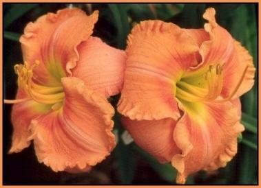 Photo of Daylily (Hemerocallis 'Early Fragrance') uploaded by Calif_Sue