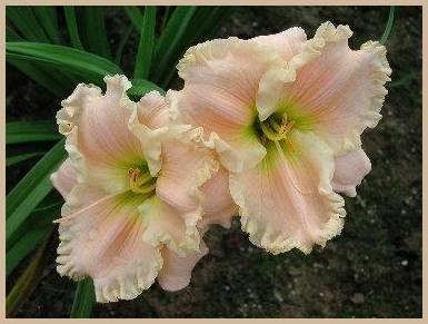 Photo of Daylily (Hemerocallis 'Divinely Blessed') uploaded by Calif_Sue