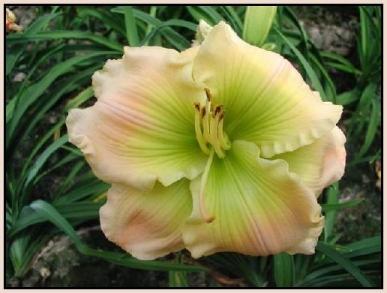 Photo of Daylily (Hemerocallis 'Our Friend Sally') uploaded by Calif_Sue