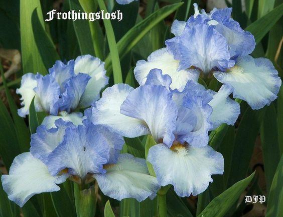 Photo of Intermediate Bearded Iris (Iris 'Frothingslosh') uploaded by Ladylovingdove