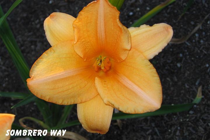 Photo of Daylily (Hemerocallis 'Sombrero Way') uploaded by mcash70