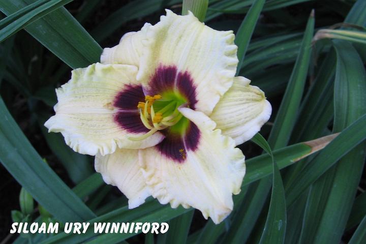 Photo of Daylily (Hemerocallis 'Siloam Ury Winniford') uploaded by mcash70