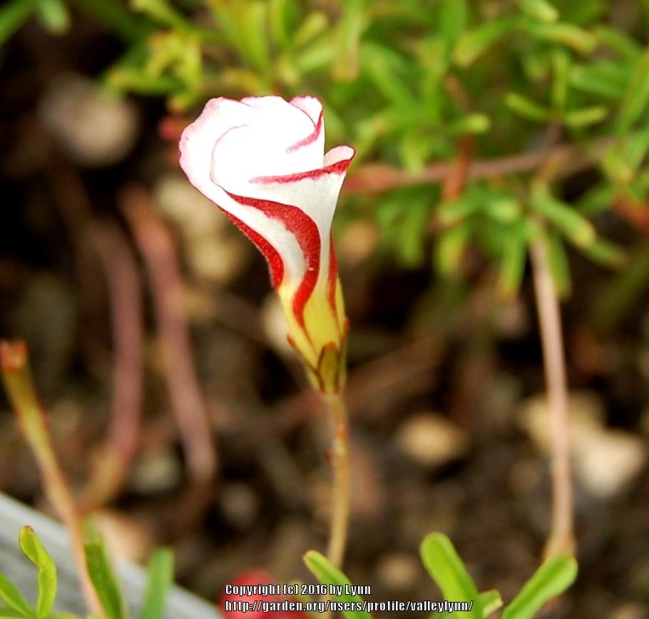 Photo of Candycane Sorrel (Oxalis versicolor) uploaded by valleylynn
