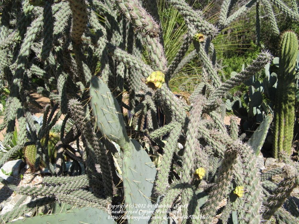 Photo of Chollas (Cylindropuntia) uploaded by Bubbles