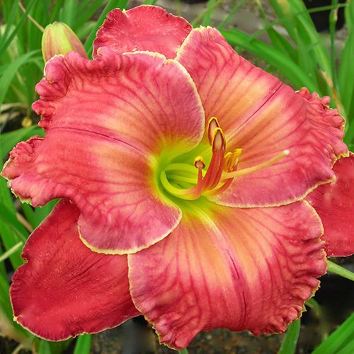 Photo of Daylily (Hemerocallis 'Standing in the Fire') uploaded by Calif_Sue