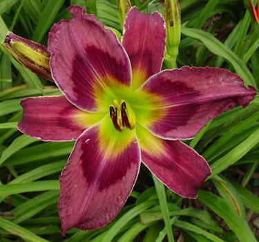 Photo of Daylily (Hemerocallis 'Imperial Quest') uploaded by Calif_Sue