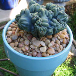 Location: Chandler, AZ - Sunsprite Cottage
Date: 02/20/2012 - Winter
Cereus forbesii montrose, Ming Thing Cactus