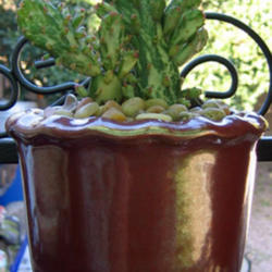 Location: Chandler, AZ - Sunsprite Cottage
Date: 02/20/2012 - Winter
Opuntia monacantha monteose variegata
