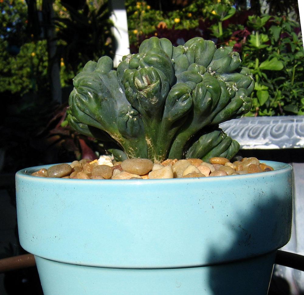 Photo of Ucle (Cereus forbesii) uploaded by GardenGuyAZ
