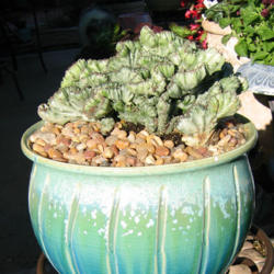 Location: Chandler, AZ - Sunsprite Cottage
Date: 02/20/2012 - Winter
Euphorbia lactea cristata variegata, Alabaster Swirl