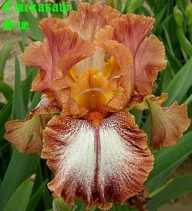 Photo of Border Bearded Iris (Iris 'Chickasaw Sue') uploaded by Ladylovingdove