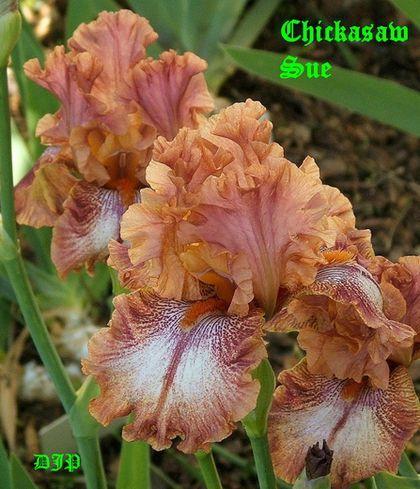 Photo of Border Bearded Iris (Iris 'Chickasaw Sue') uploaded by Ladylovingdove