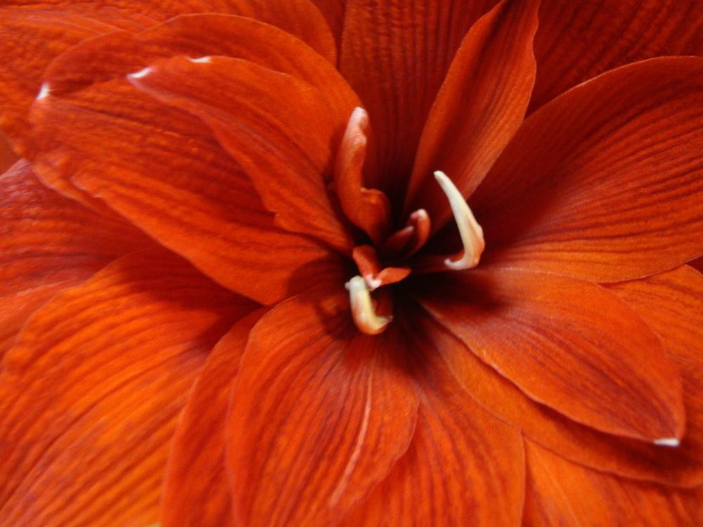 Photo of Double Amaryllis (Hippeastrum 'Red Peacock') uploaded by Paul2032
