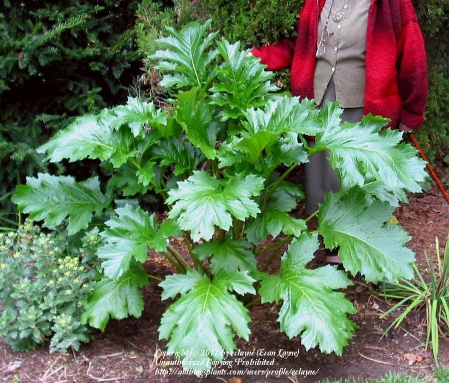 Photo of Bear's Breeches (Acanthus mollis) uploaded by eclayne