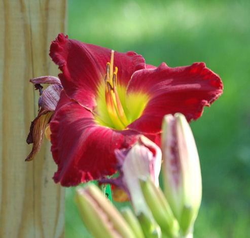 Photo of Daylily (Hemerocallis 'Out Back Red') uploaded by mbouman