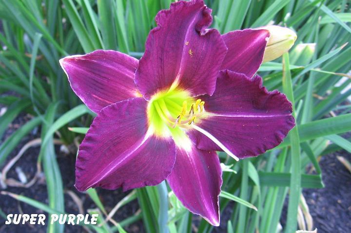 Photo of Daylily (Hemerocallis 'Super Purple') uploaded by mcash70