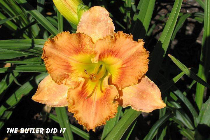 Photo of Daylily (Hemerocallis 'The Butler Did It') uploaded by mcash70