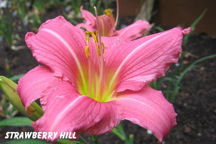 Photo of Daylily (Hemerocallis 'Strawberry Hill') uploaded by mcash70