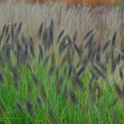 
Date: 2008-10-07
Red Head Foauntain Grass
