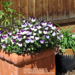 Location: In our garden - Central Valley area, CA
Date: 2011-03-29
Container gardening with Violas