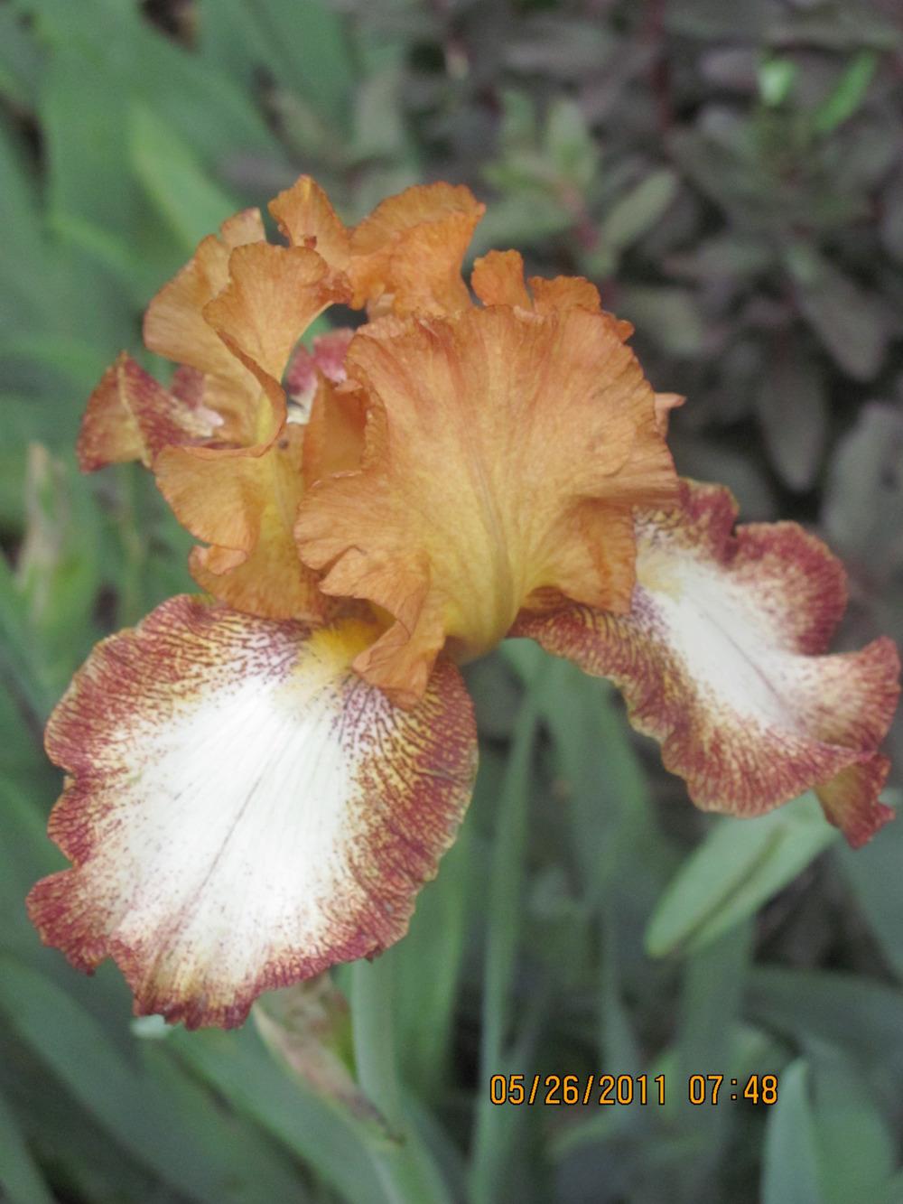 Photo of Tall Bearded Iris (Iris 'Siva Siva') uploaded by tveguy3