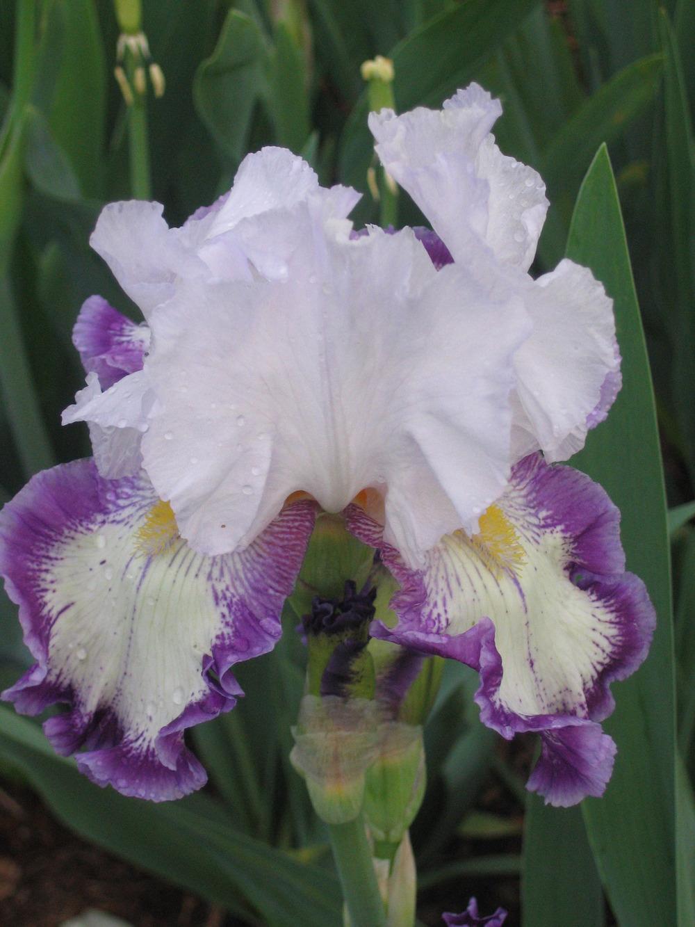 Photo of Tall Bearded Iris (Iris 'Degas Dancer') uploaded by tveguy3