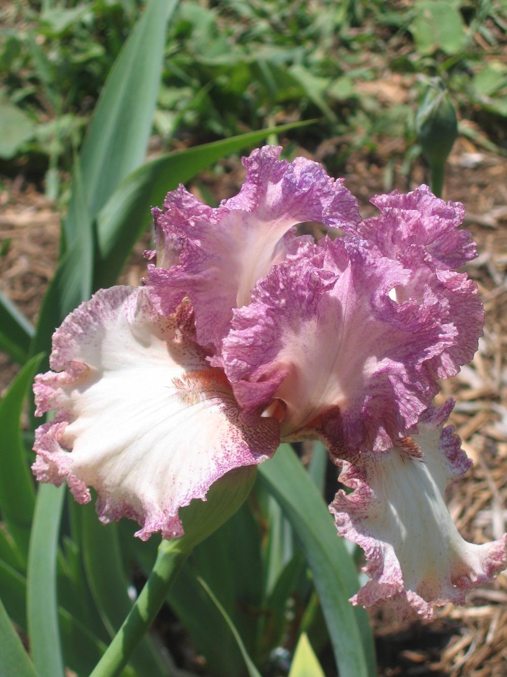 Photo of Tall Bearded Iris (Iris 'Brazen Beauty') uploaded by tveguy3