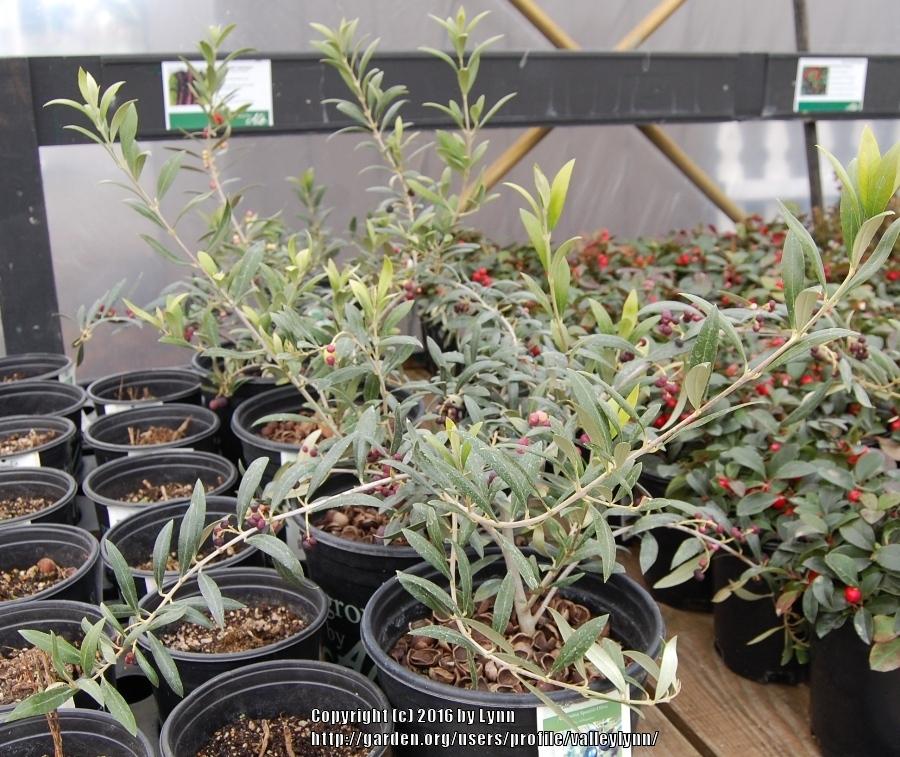 Photo of Olive (Olea europaea 'Arbequina') uploaded by valleylynn