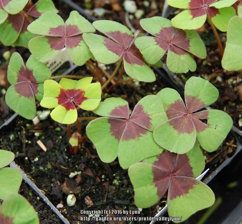 Photo of Good Luck Plant (Oxalis tetraphylla 'Iron Cross') uploaded by valleylynn