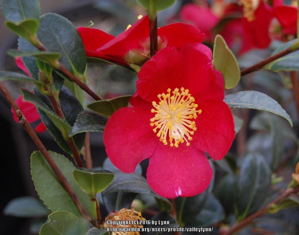 Photo of Camellia (Camellia sasanqua 'Yuletide') uploaded by valleylynn