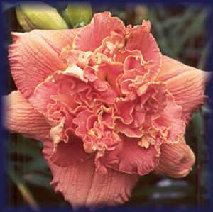 Photo of Daylily (Hemerocallis 'Vision of Love') uploaded by vic