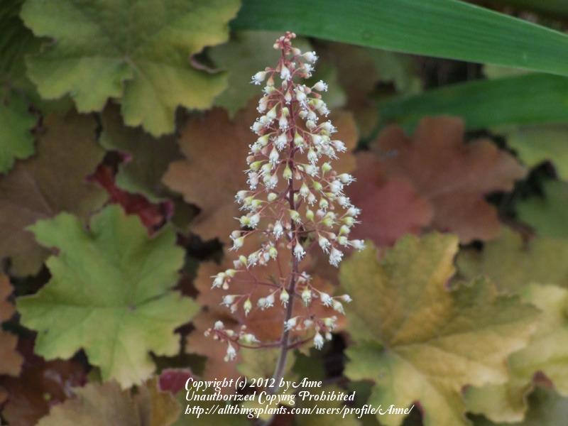 Photo of Coral Bells (Heuchera villosa 'Caramel') uploaded by Anne