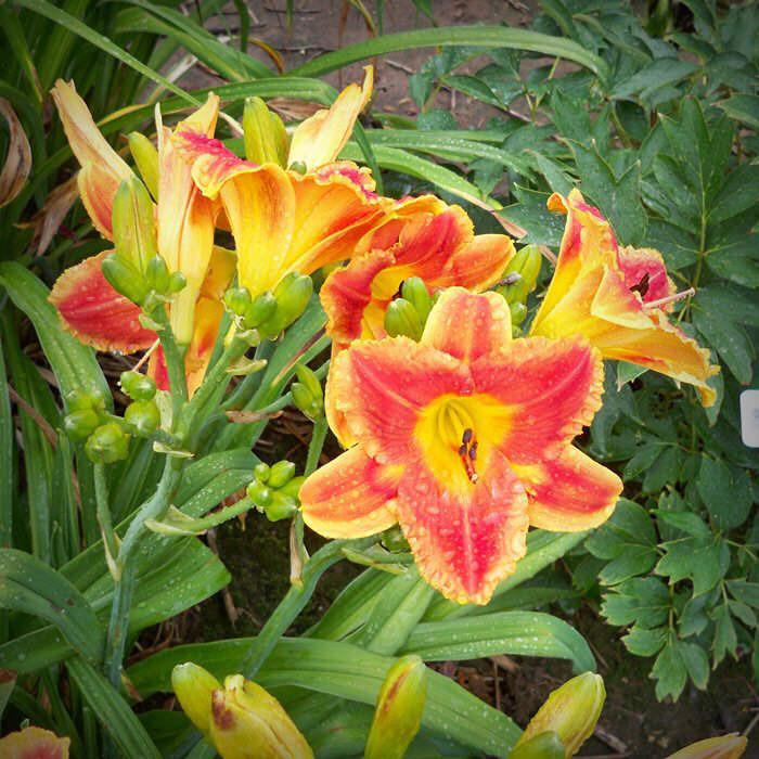 Photo of Daylily (Hemerocallis 'Cornflakes in a Can') uploaded by Calif_Sue